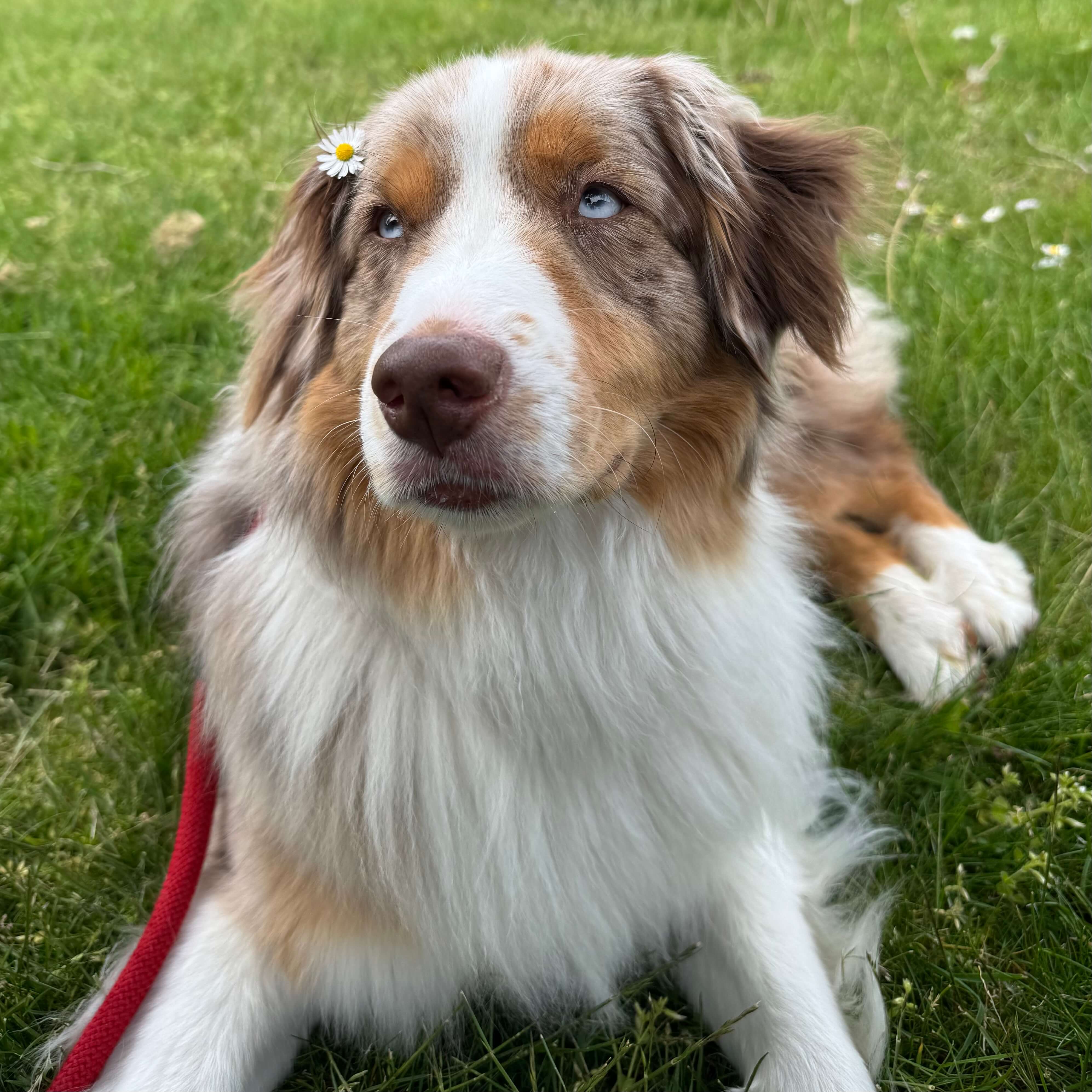 Picture of the best boi